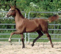 Horse International