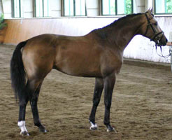 Horse International